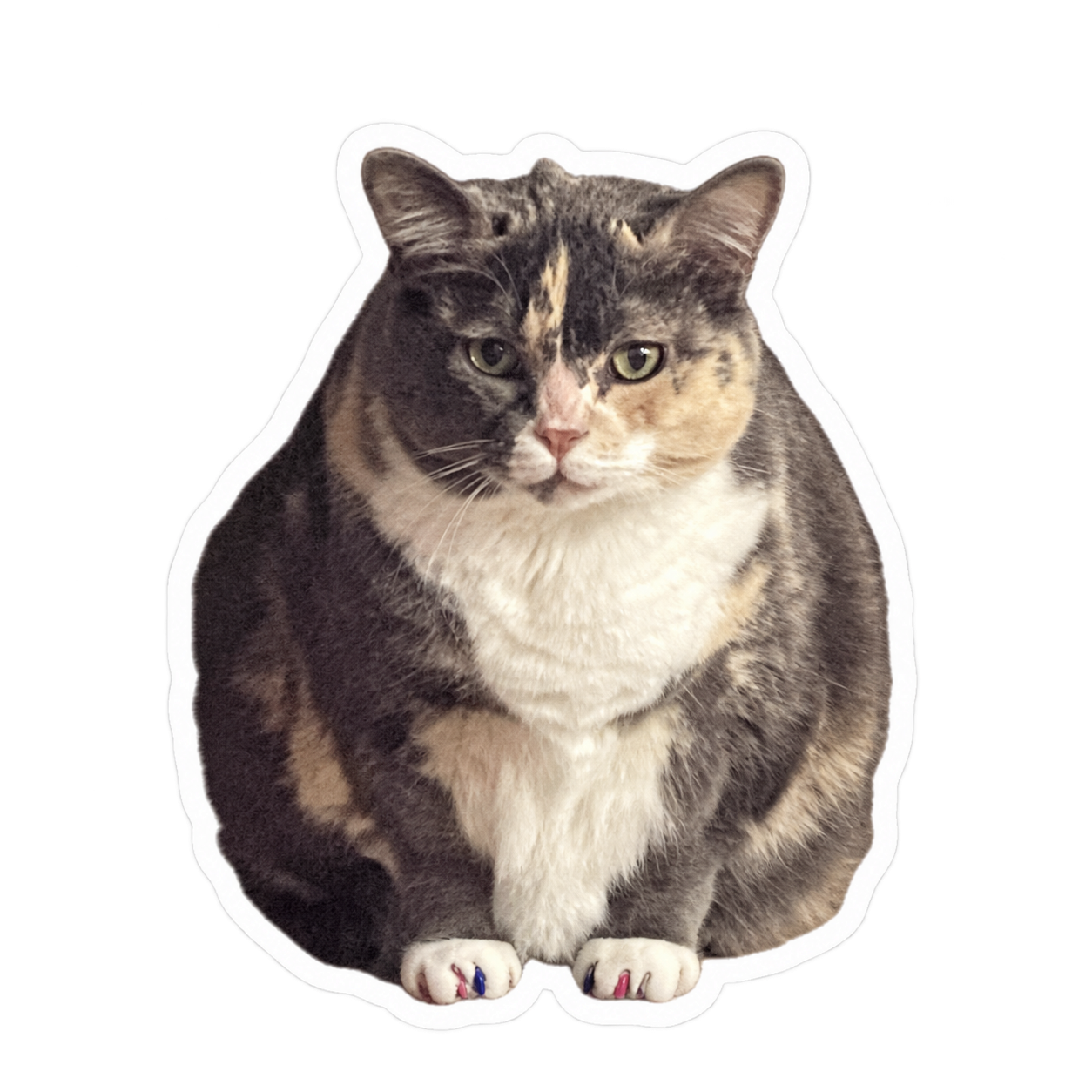 MiNMiNTV cat